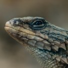 Giant Girdled Lizard
